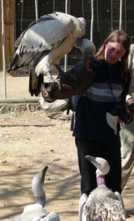 Raubtierfütterung im Waisenhaus.