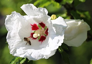 Die Hibiskus-Blüten waren bei Fotografen und Insekten gleichermaßen beliebt.